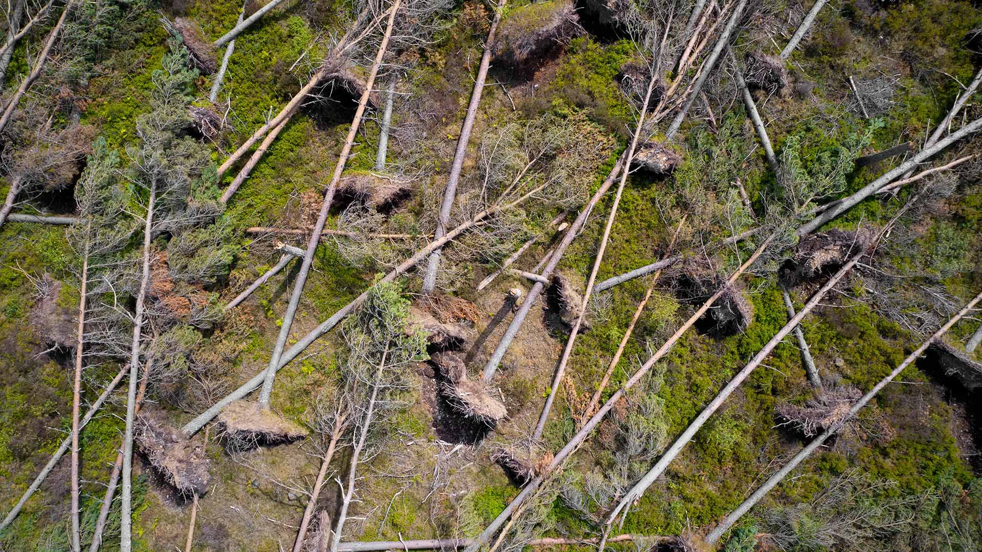kaatuneita puita metsässä kuvattuna ilmasta