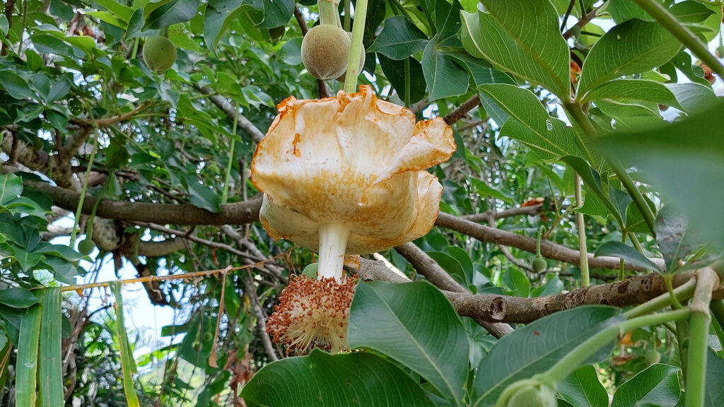 Kuvassa Baobab-puun kukka