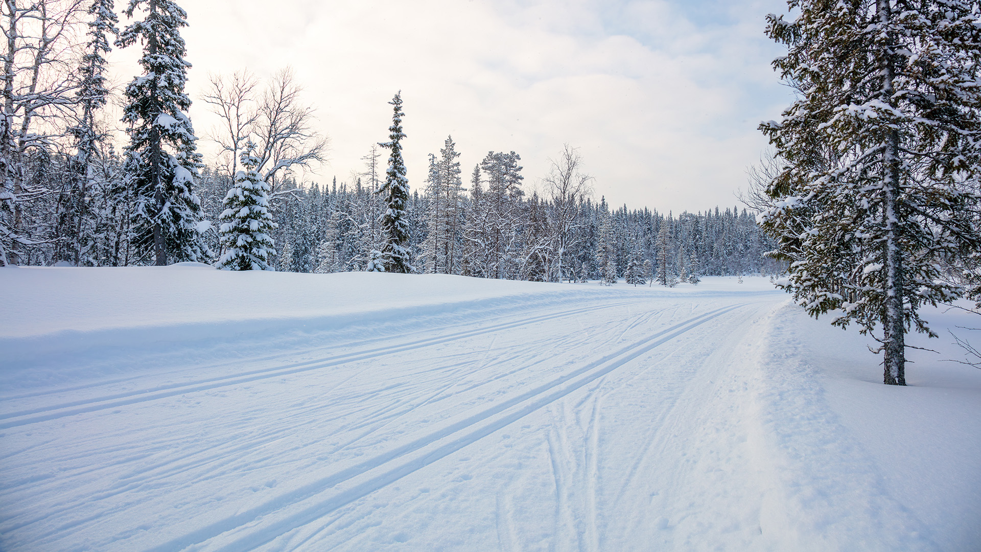 Talvinen metsä ja hiihtolatu