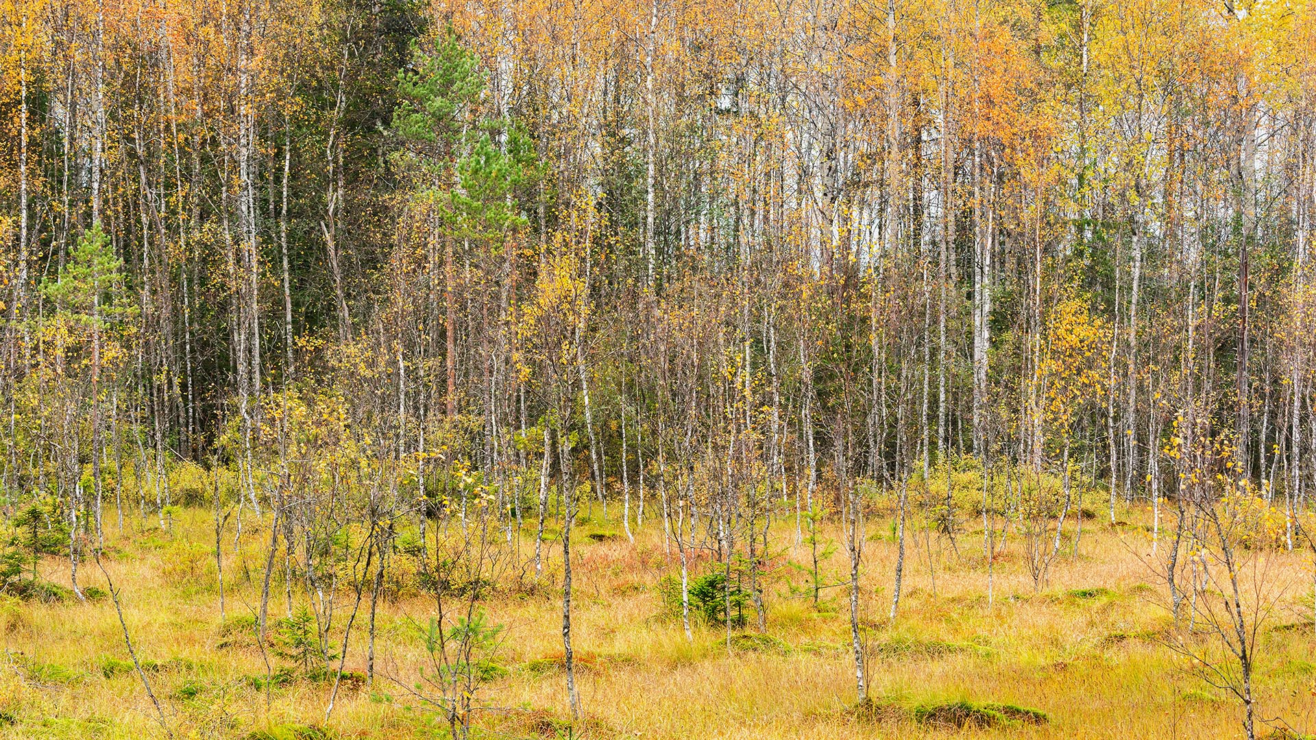 Suota ja metsää ruskaväreissä.